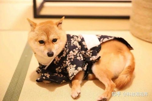 狗狗体外驱虫怎么做?时刻预防寄生虫