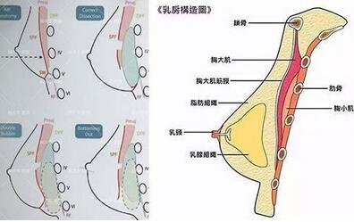 怎么才能自然丰胸 cfb4fac0-3526-441a-ac86-a41d543fc2e7.jpg