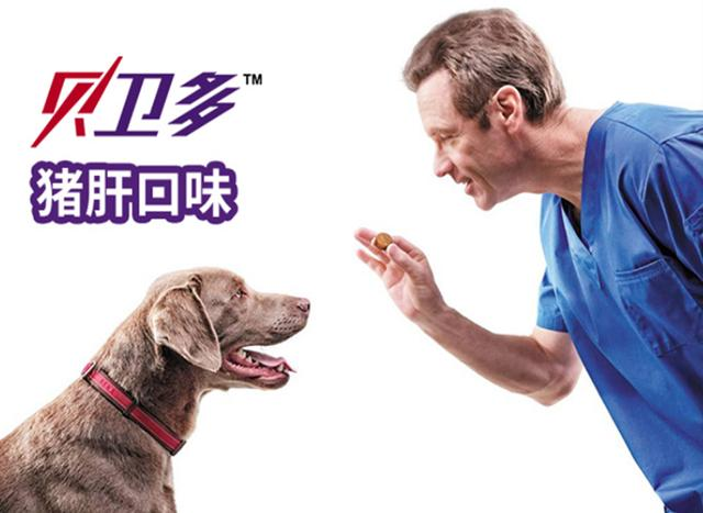 福来恩和贝卫多哪个好?这款狗狗接受度更高!
