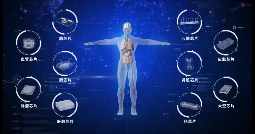 器官芯片2.jpg 器官芯片2.jpg